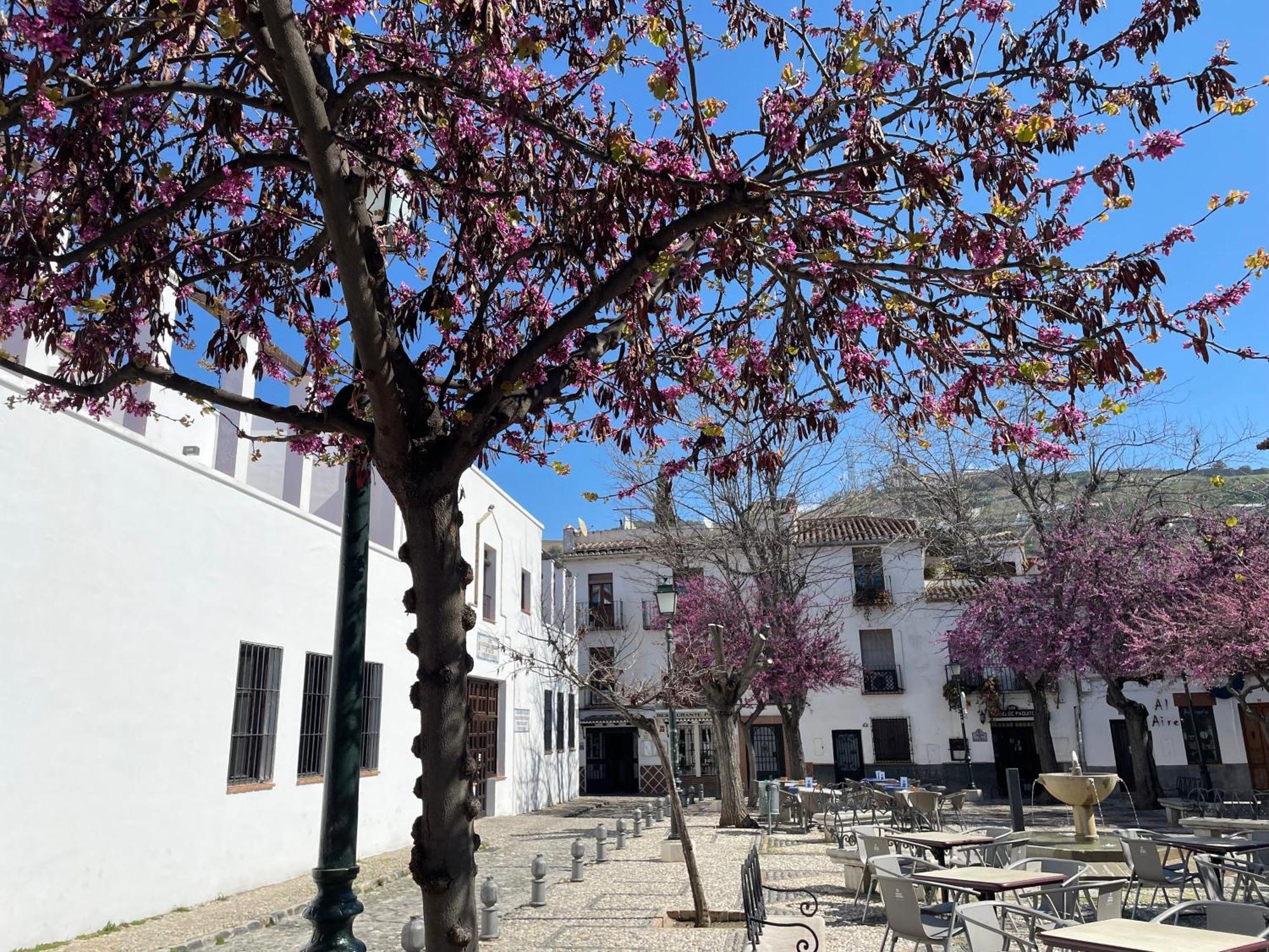 El Patio Del Albaicin — Photos 2